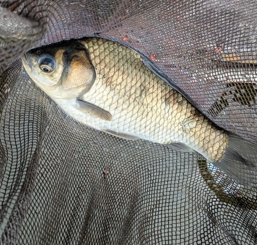 府中へら鮒センター