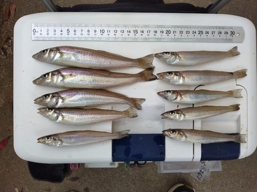 シロギスの釣果