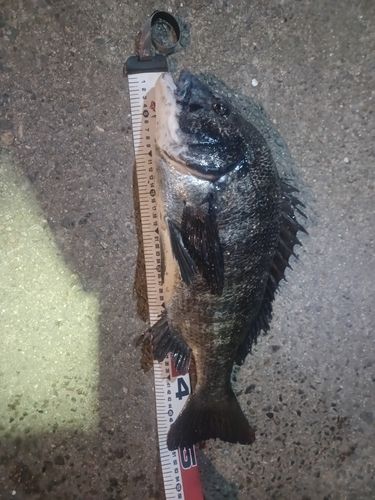 クロダイの釣果