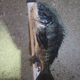 クロダイ