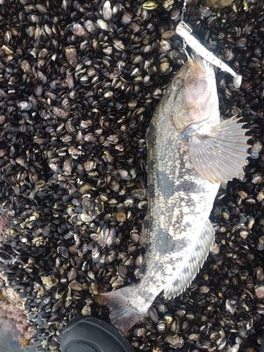 アイナメの釣果