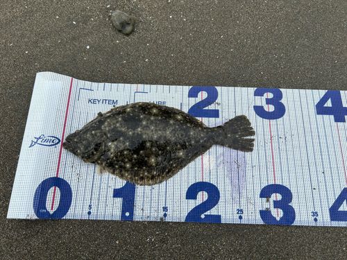 ソゲの釣果