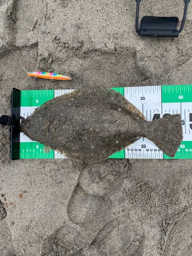 ヒラメの釣果
