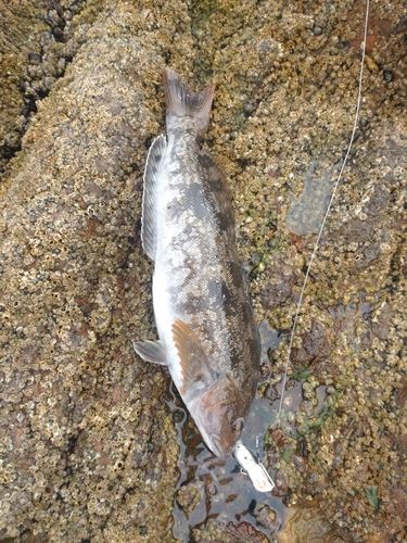 アイナメの釣果