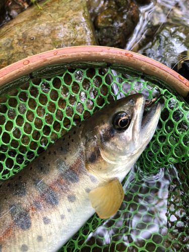 ヤマメの釣果
