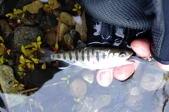 ヤマメの釣果