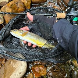 ブラウントラウト