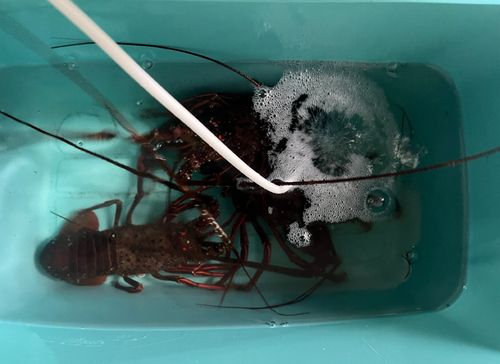 イセエビの釣果