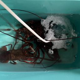 イセエビ