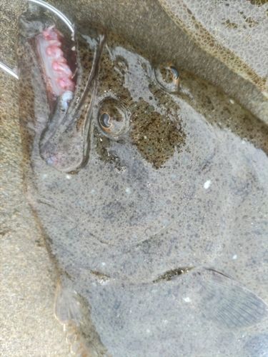 ヒラメ