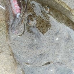 ヒラメ