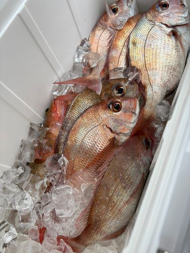 タイの釣果