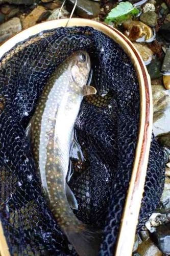 イワナの釣果