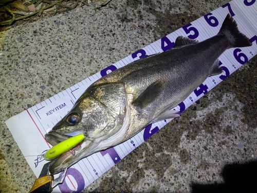 シーバスの釣果