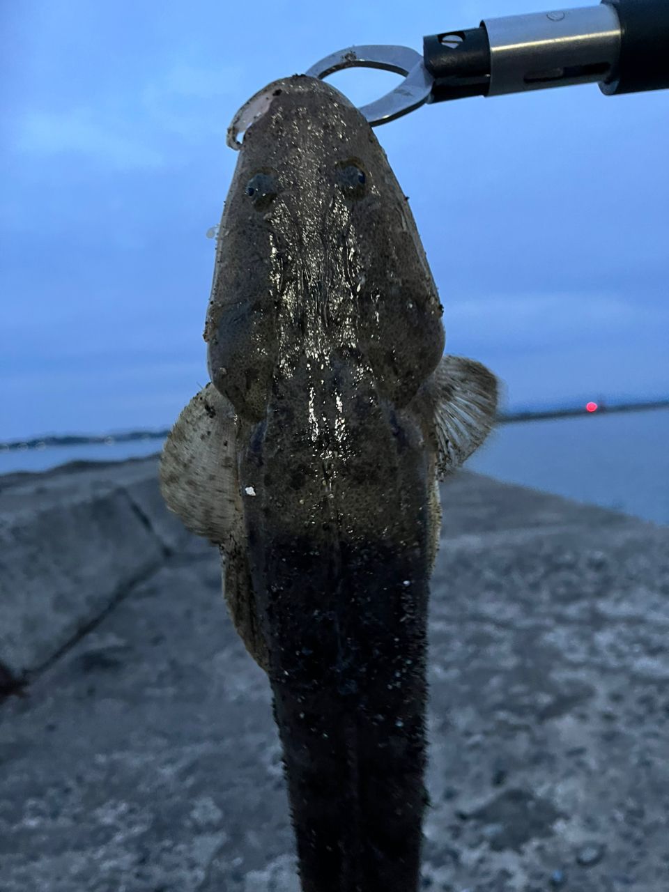 マゴチ