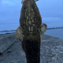 マゴチ