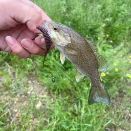 スモールマウスバス