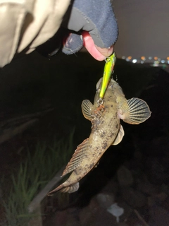 ウロハゼの釣果
