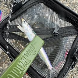 カタクチイワシ