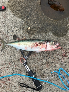 サバの釣果
