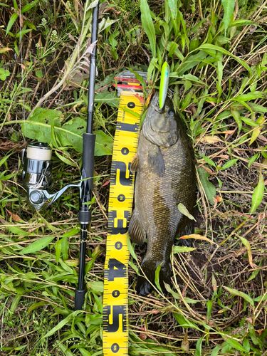 スモールマウスバスの釣果