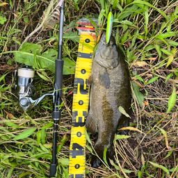 スモールマウスバス