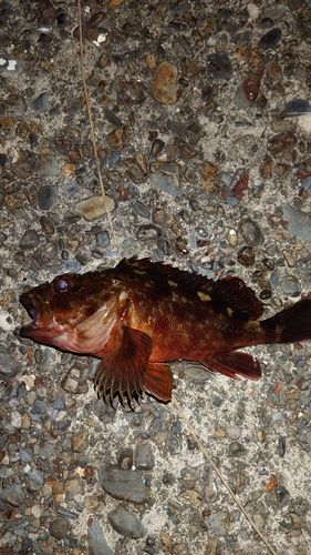 カサゴの釣果