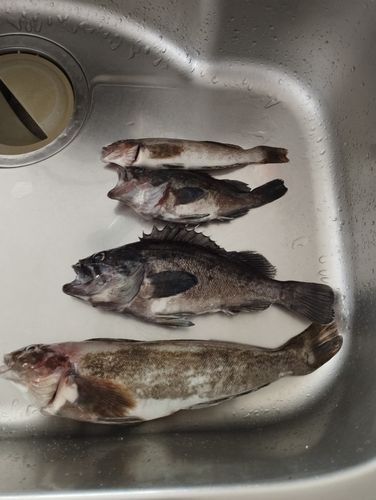 アイナメの釣果