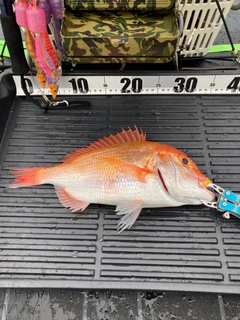 レンコダイの釣果