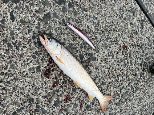 アメマスの釣果