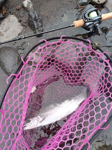 ニジマスの釣果