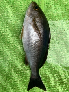 イサキの釣果