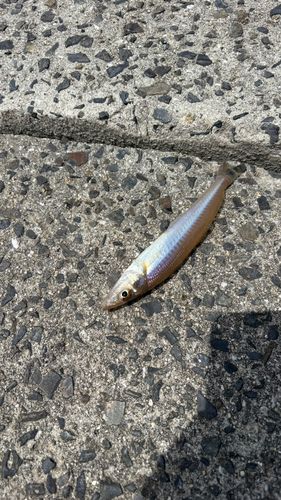 シロギスの釣果