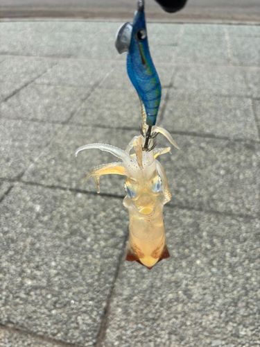 マメイカの釣果