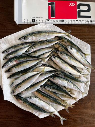 サバの釣果