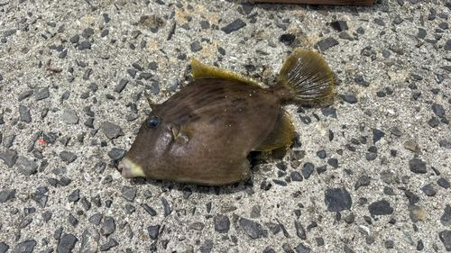 カワハギの釣果
