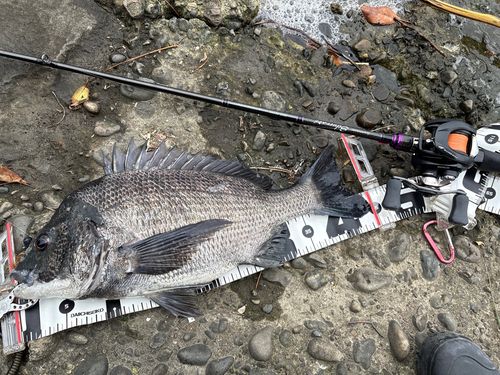 クロダイの釣果