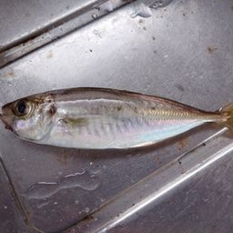 アジ