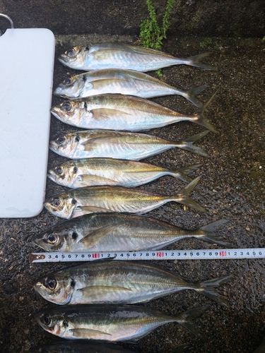 アジの釣果