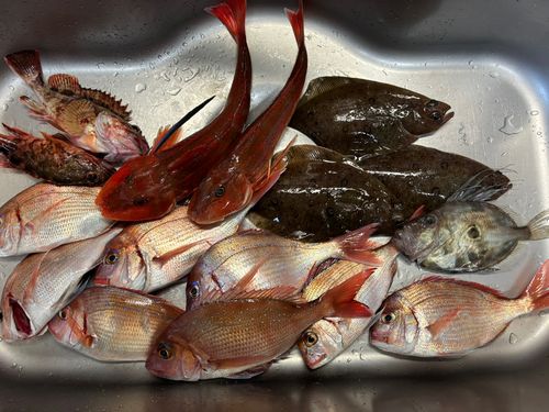 マトウダイの釣果