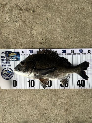 チヌの釣果