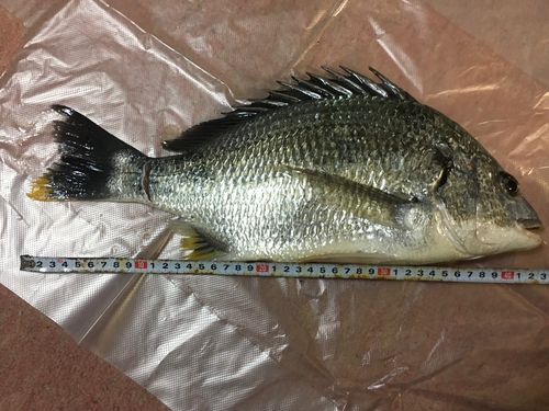 キチヌの釣果
