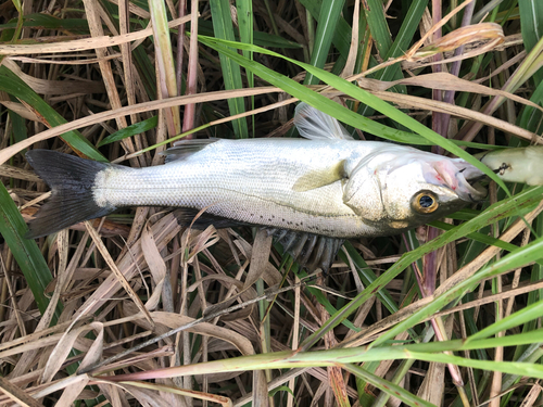 セイゴ（ヒラスズキ）の釣果