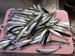 マサバの釣果