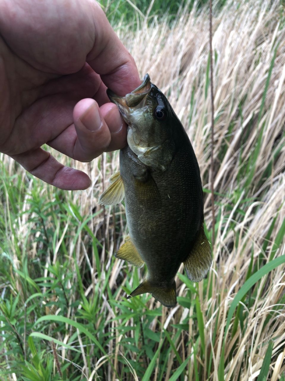 スモールマウスバス