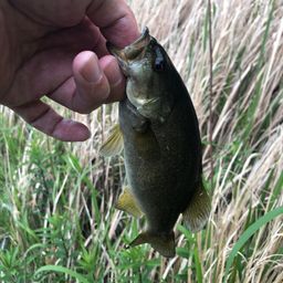 スモールマウスバス