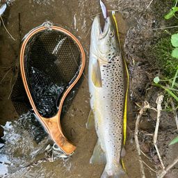 ブラウントラウト