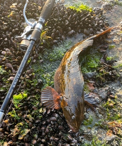 アイナメの釣果