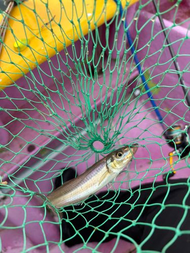 シロギスの釣果