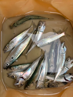 サバの釣果